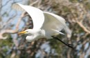 IMG_2246: Flying Egret